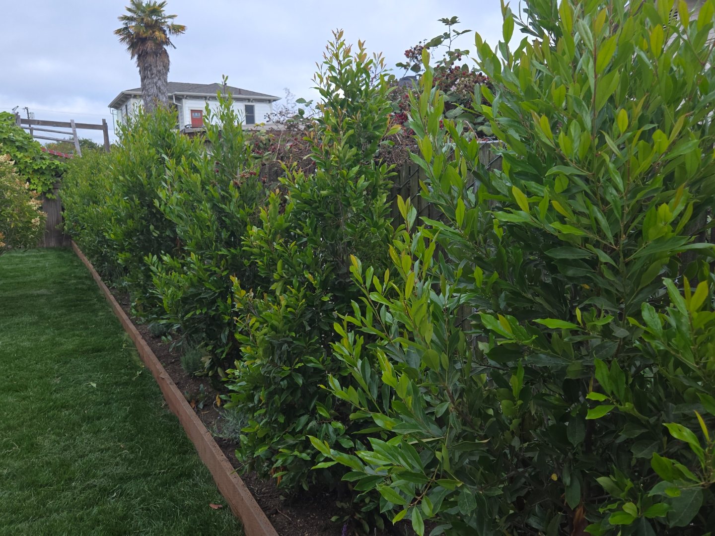 Dense hedge and garden bed along the wooden side fence