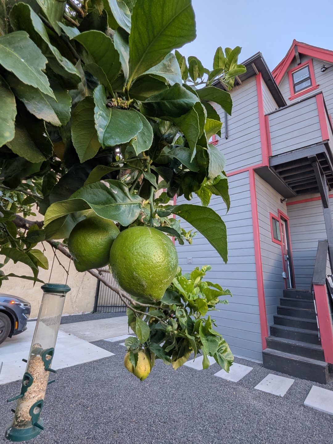 Lime tree branch with ripening limes