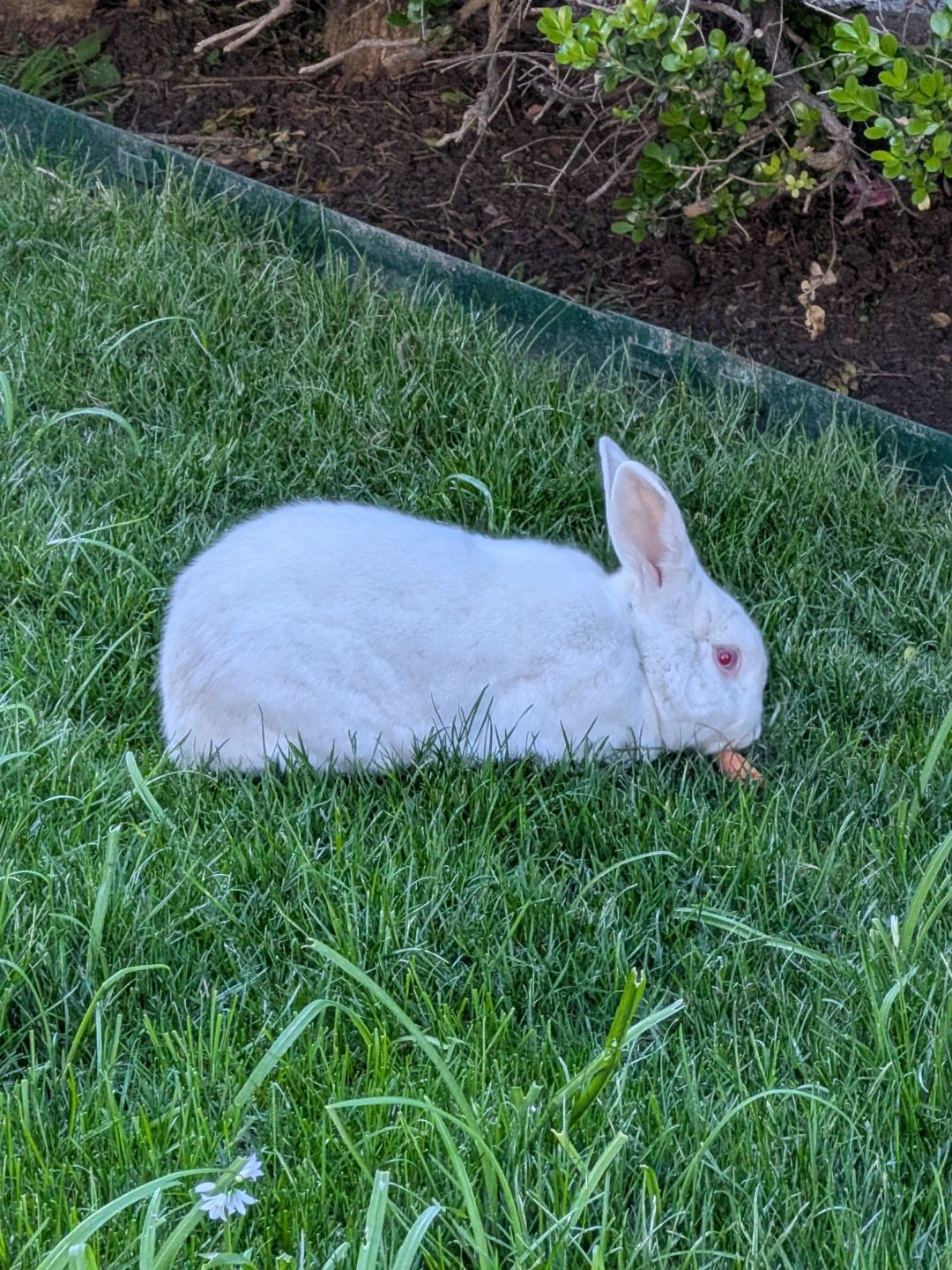 A white rabbit enjoying a carrot on the lawn
