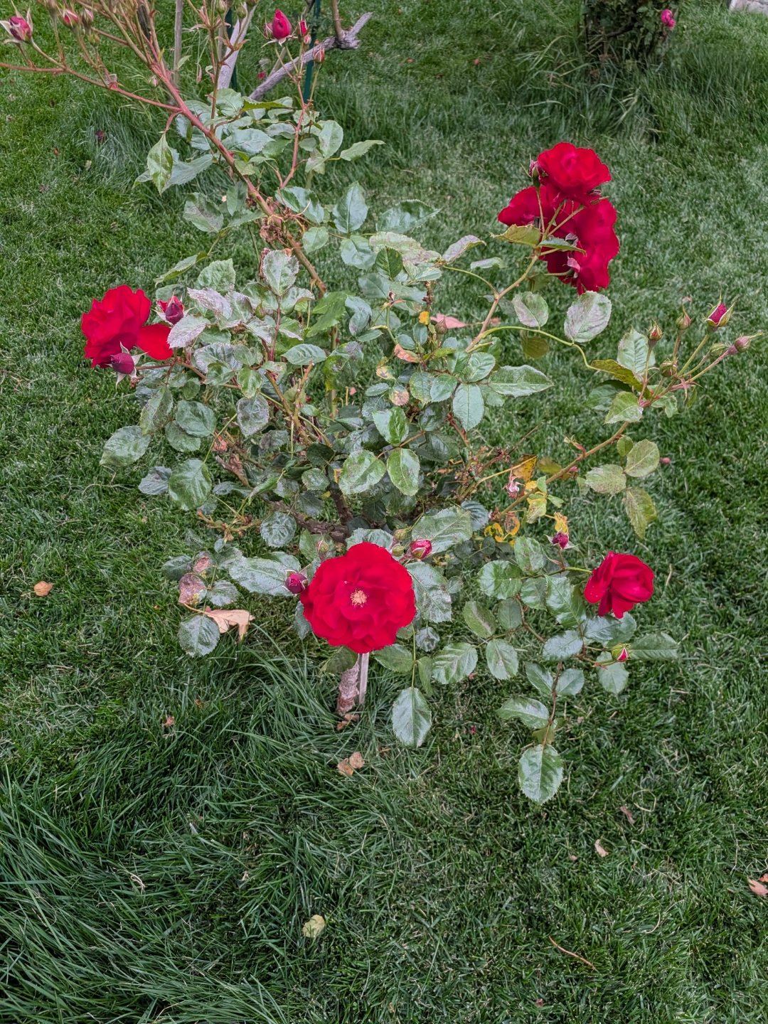 Red rose bush blooming on the lawn