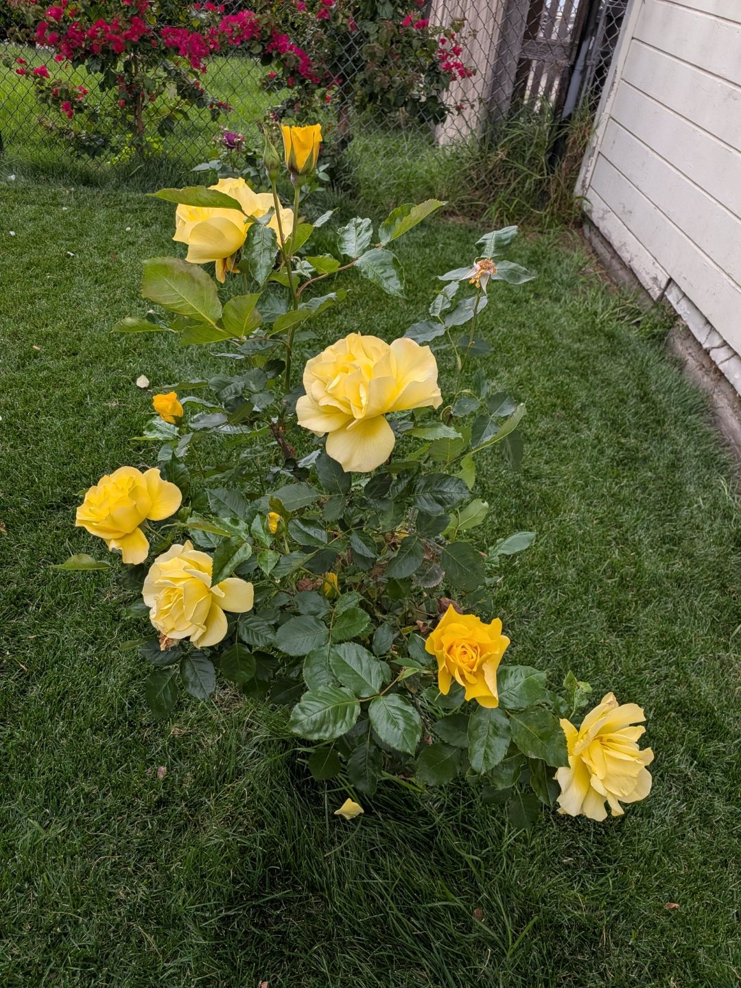 Yellow rose bush in full bloom along the fence line